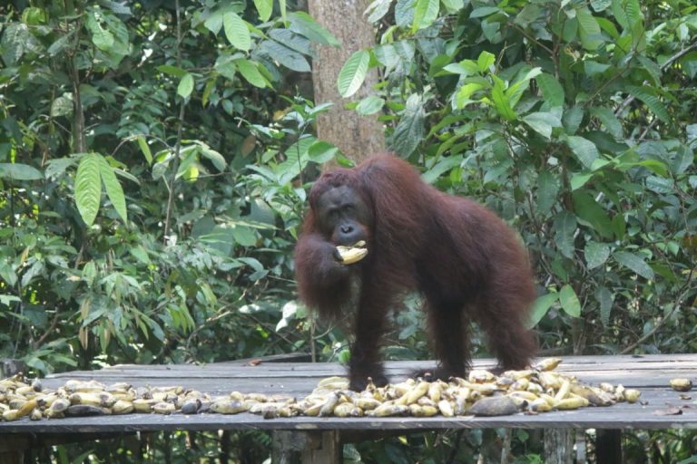 Taman Nasional Tanjung Puting Diusulkan Jadi ‘New Bali’ ke-11