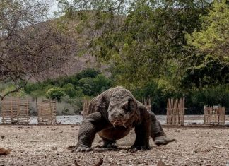 Menparekraf Pastikan TN Komodo Perhatikan Keberlanjutan Lingkungan TN Komodo