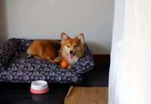 Stay with Your Furry Friend at Six Senses Uluwatu Bali Six Senses Uluwatu Bali