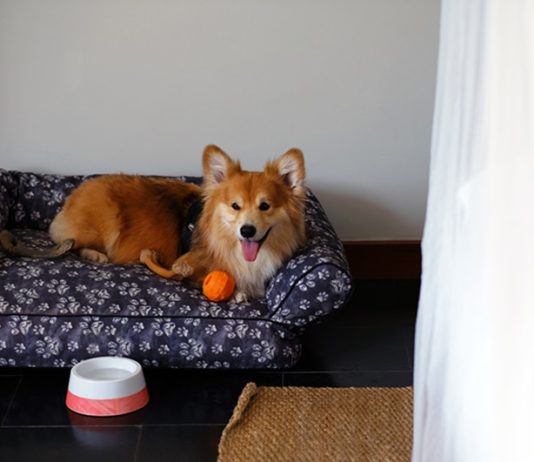 Stay with Your Furry Friend at Six Senses Uluwatu Bali Six Senses Uluwatu Bali